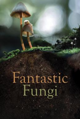 ดูหนังออนไลน์ฟรี Fantastic Fungi เห็ดมหัศจรรย์ (2019)